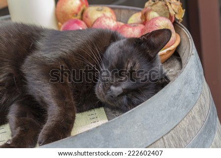 black cat on old barrel