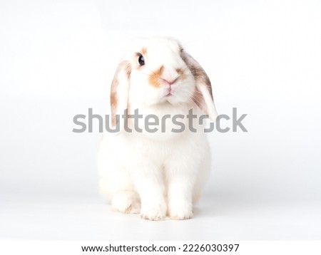 Adults female holland lop rabbit have a dewlap and sitting on white background. Lovely action of young rabbit.