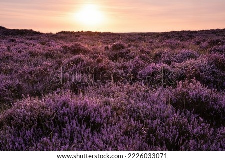 Stunning late Summer sunrise in Peak District over fields of heather in full bloom around Higger Tor and Burbage Edge Royalty-Free Stock Photo #2226033071