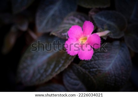 Close-up of pink Episcia cupreata flower blooming in the tropical garden on a dark background and vignetted. Ornamental plants for ground cover.