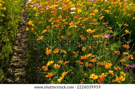 Yellow and Pink sulfur Cosmos flowers blooming in the garden of the nature background.