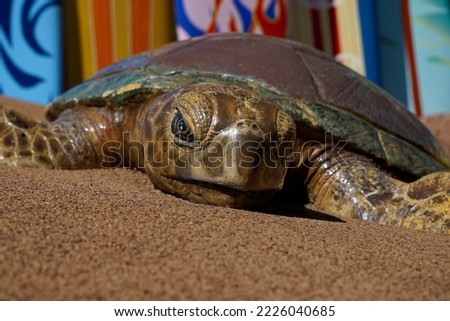Sea Turtle figure at Seaworld.
