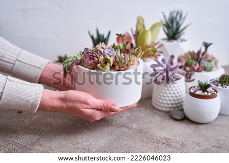pots with groups of houseplants on concrete table - Echeveria and Pachyveria opalina Succulents Royalty-Free Stock Photo #2226046023
