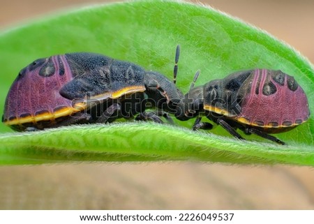 close up two beetle  kissing on the leaf