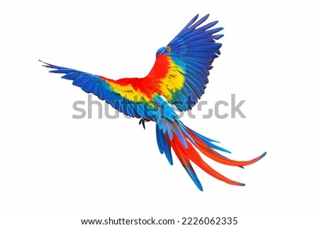 Colorful feathers on the back of macaw parrot. Scarlet macaw parrot  Royalty-Free Stock Photo #2226062335