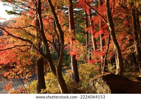 The red maple leaves in autumn at Kawaguchiko Lake, Japan