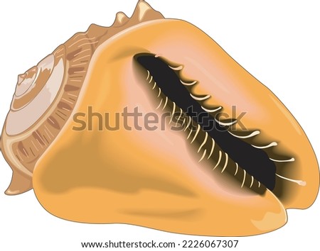Queen Helmet Shell Vector Illustration