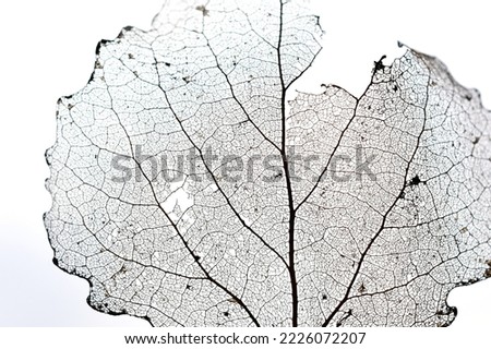 Close-up on old dead decaying aspen leaf on white background Royalty-Free Stock Photo #2226072207