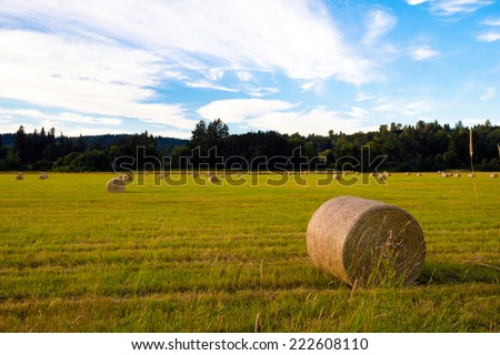 Yellow-green meadow with cut grass rolled up in a large cylindrical rolls and left on the meadow for the complete drying of hay. Compressed hay is used as feed for animals in winter.