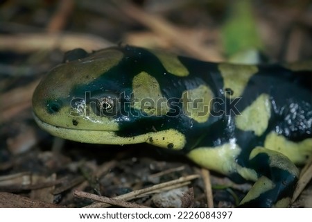 Natural closeup of the Barred tiger salamander , Ambystoma mavortium sitting on the ground