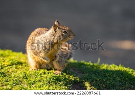 California ground squirrel (Spermophilus beecheyi) in its natural habitat.
