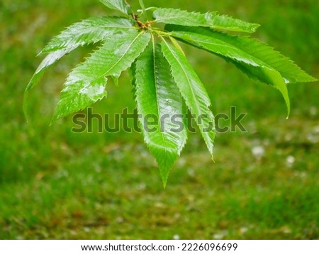 detail views of Ross chestnut leaves. The structure is easy to see. Different shades of green are ideal to use this picture well as a background