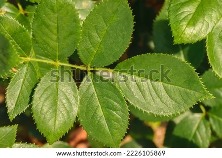 Beautiful intens green rosehip leaves