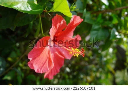 Photo of Beautiful Blooming Red Flower