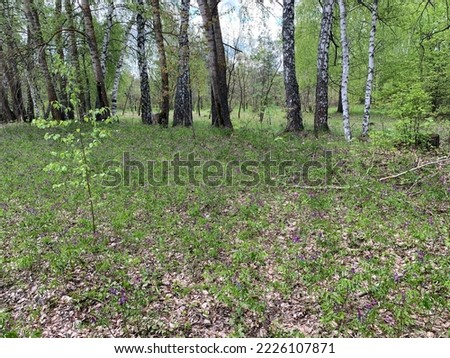 fresh green grass against the background of birch trunks