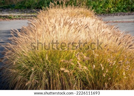 Row of ornamental grass Pennisetum alopecuroides (dwarf fountain grass) in the time of autumn. Beautiful, dense plant, growing by the concrete sidewalk.  Royalty-Free Stock Photo #2226111693