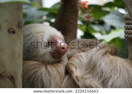 beautiful sloth in costa rica