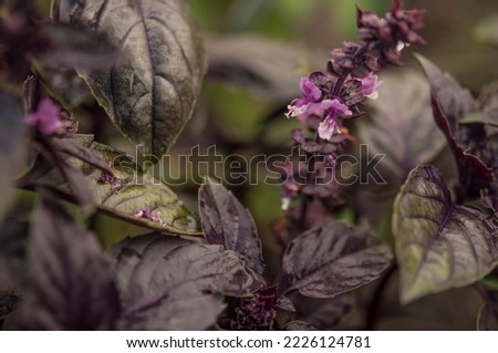 Basil on the garden bed. A young purple basil bush grows outside in the garden. spicy herbs. Crop and vegetable growing. Healthy vegetables, spices. close-up