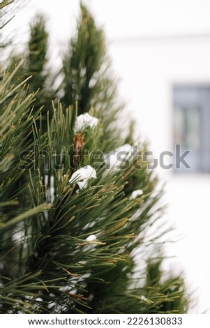 Conifer tree outdoor in winter. Macro photo of snowy Christmas tree