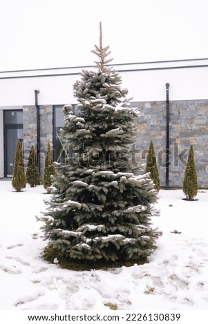 Beautiful fir tree outside. Snow on the branches Royalty-Free Stock Photo #2226130839