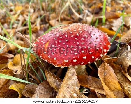 Red toadstool in autumn leaves