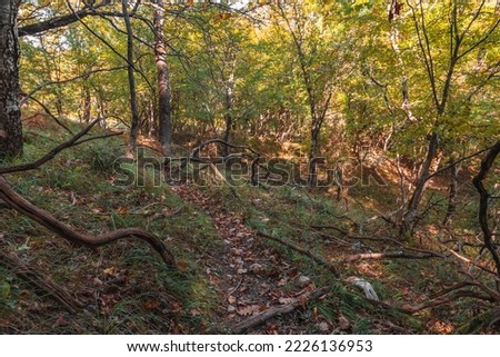 A bright October day in a colorful forest. Colorful forest scene. The sun shines through the branches with autumn foliage. Beautiful bright forest in the sunlight. Landscape of the autumn forest. 