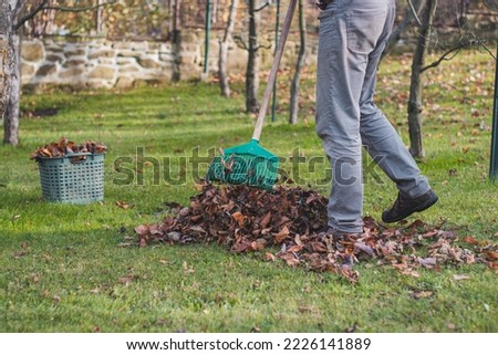 Autumn work in the garden. Raking colourful leaves from fruit trees that have fallen on the grass. October, November work. Cleaning up the garden before winter. Royalty-Free Stock Photo #2226141889