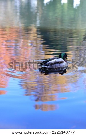 Male wild duck swims in the lake in autumn.