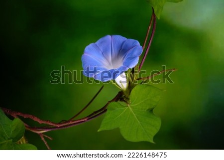 Wild Japanese morning glory flowers (Ipomoea nil) is a species of Ipomoea morning glory known by several common names, including picotee morning glory, ivy morning glory. Selective focus Royalty-Free Stock Photo #2226148475