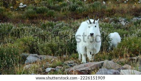 mountain goat (Oreamnos americanus), also known as the Rocky Mountain goat Royalty-Free Stock Photo #2226151909