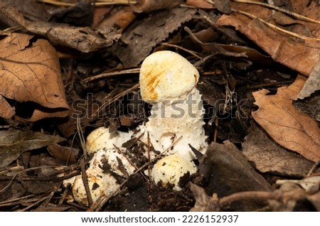 The Amanita Melter is a species-specific parasite of the Agaric Mushroom family. They prevent the developing of the Agaric fruiting body and are considered to be inedible if not poisonous