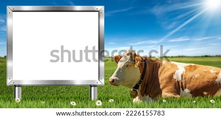 Brown and white dairy cow with cowbell and a blank metal billboard with copy space, on a countryside landscape, green pasture, grass, daisy flowers, blue sky with clouds and sunbeams.