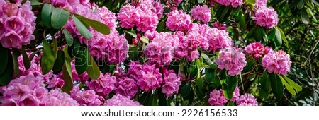 Pink Rhododendron flowers in garden.  Spring background with purple Rhododendron blossom. Banner.