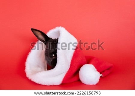 Small black rabbit lays in red Santa Claus hat isolated on a red background. Hare is the symbol of 2023 according to the eastern calendar. Holiday gift for Christmas and New Year. Copy space. Card.