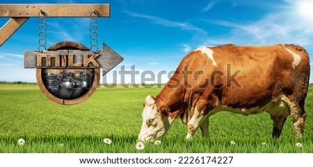 Brown and white dairy cow and a wooden directional sign with text Milk, and steel cans, on a green pasture with daisy flowers, against a clear blue sky with clouds, sunbeams and copy space. 