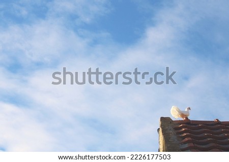 White fantail pigeon standing on the house roof in the golden hour