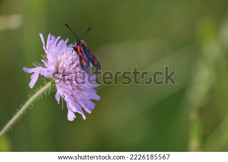 Six spot burnet moth on a purple wildflower close up in the wild
