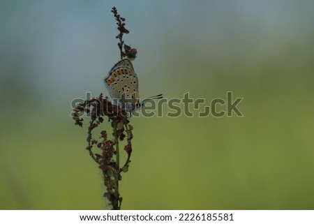 Sooty Copper butterfly in nature resting on a plant gradient, natural background