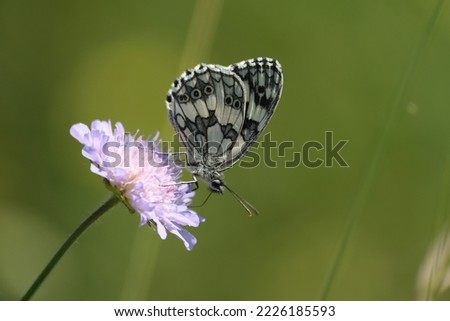 Macro close up of a marbled white butterfly, black and white moth in nature on a purple flower