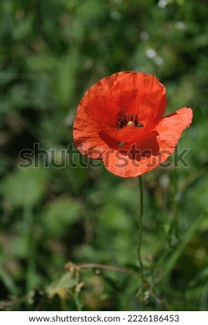 Wild poppy in nature, close up flower head, vertical image