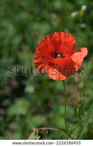 Vertical image of a poppy flower, red flower in nature