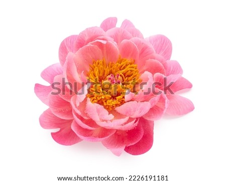 Single peony flower isolated on white background