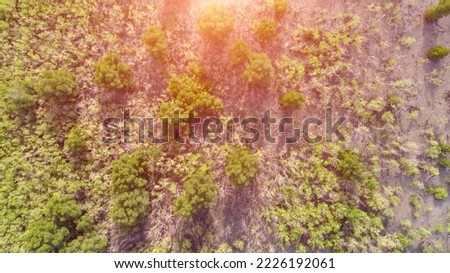 aerial view of beautiful mangrove forest sea background