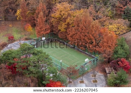 basketball court in the woods