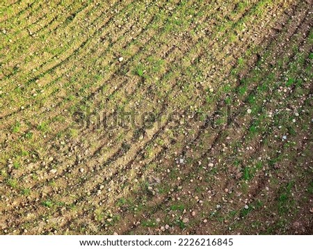 Paddy empty fields in autumn after cut down crops in kashmir India