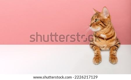 Bengal shorthair cat isolated on color background. Copy space.