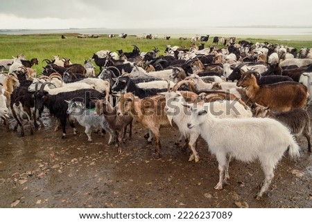 Domestic goats of different colours landscape photo. Beautiful nature scenery photography with lake on background. Idyllic scene. High quality picture for wallpaper, travel blog, magazine, article