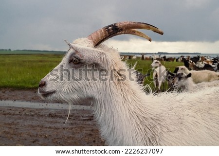 Close up goat muzzle concept photo. Lakeside landscape. Side view photography with herd of domestic cattle on background. High quality picture for wallpaper, travel blog, magazine, article
