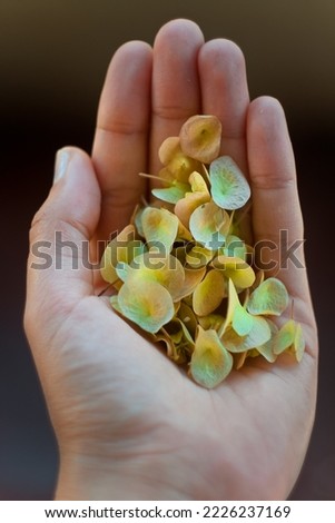 Close up woman hand with flower petals concept photo. First view hand photography with yellow petals on background. High quality picture for wallpaper, travel blog, magazine, article