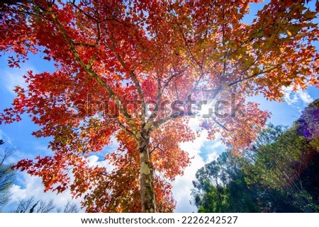 maple leaf red autumn tree with blurred background. Beautiful maple trees with coloured leafs at autumn. Colorful foliage in the park.